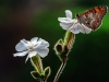 \"Melitaea\" Magini Azelio , Arezzo (AR)